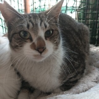 人懐っこい きじしろくん 10ヶ月