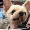ヨークシャーテリアの福くん サムネイル2