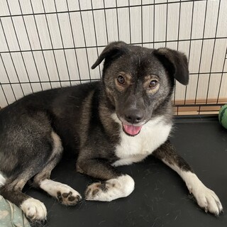 ちょっとびびりのワンコ…