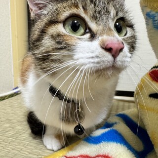 急募！三毛猫の海ちゃん