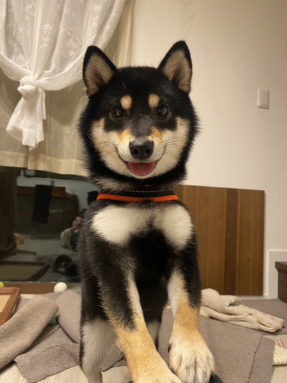 柴犬ノラ黒さま④ 柴犬 黒のフィギュア その他置物 yuhobica 通販 5339263｜Creema(クリーマ)