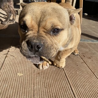 アメリカンブリー