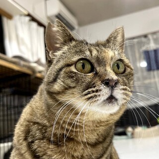 保護時顎の怪我をしていたほりみちゃん！