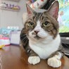 多頭飼育崩壊レスキュー・チューバくん