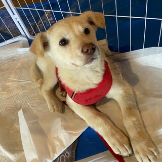 素直な明るい女の子「さくら」