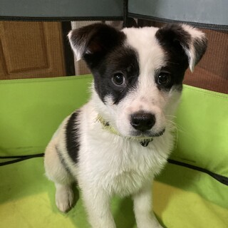 保健所からレスキュー！　ボーダーコリー柄のテン君！