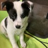 保健所からレスキュー！　ボーダーコリー柄のテン君！ サムネイル2