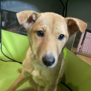 保健所からレスキュー！　元気なナイト君！