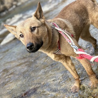 保健所からレスキュー！お散歩が好きなアニーちゃん！