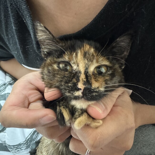 まつりえ。のカバー写真