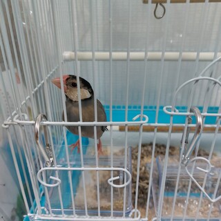 2025/1/4うまれ桜文鳥