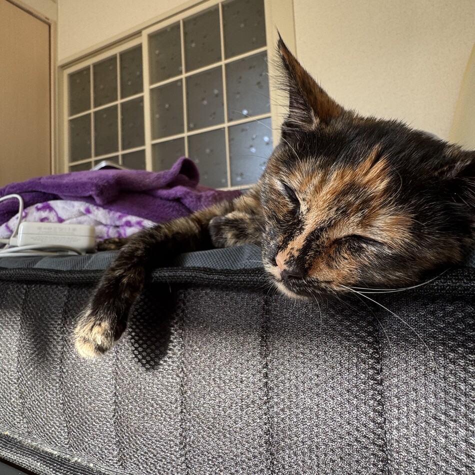 ラテのカバー写真