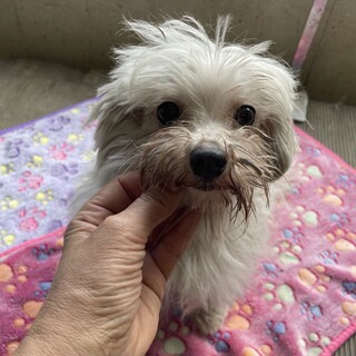 7歳のマルチーズの女の子のマルちゃん