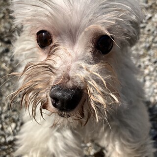 マルチーズ7歳女の子のチーズちゃん