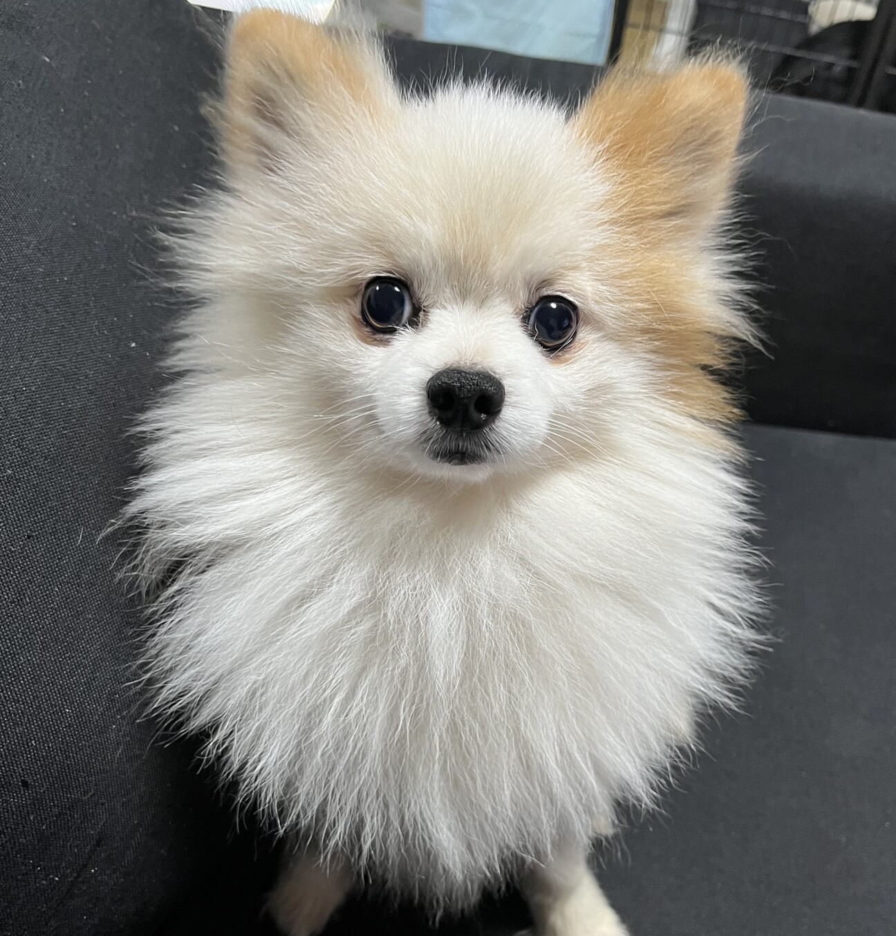 愛らしいポメラニアン男の子」岡山県 - 犬の里親募集(512923