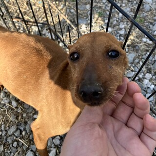 7歳ミニピン　ザンギ君　ペロっと出ちゃう舌が可愛い