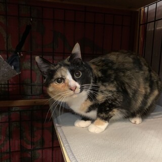 甘えん坊さんのはーふちゃん