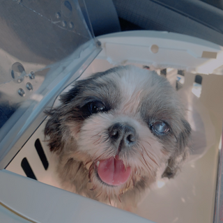 至急  持病あり 7歳 女の子