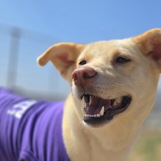 推定2歳のラブ風な女の子