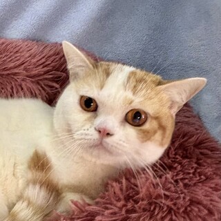 ツンデレだけど甘えん坊　マルくん