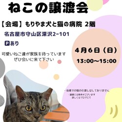 ねこの譲渡会 inもりやま犬と猫の病院