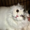 ふわふわモフモフふみふみベタベタ甘えん坊ふわりくん サムネイル2