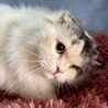 ふわふわモフモフふみふみベタベタ甘えん坊ふわりくん サムネイル4