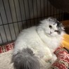 ふわふわモフモフふみふみベタベタ甘えん坊ふわりくん サムネイル3