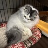 ふわふわモフモフふみふみベタベタ甘えん坊ふわりくん サムネイル5