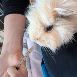 「とろろさん近況(3月)」サムネイル2