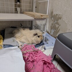 「とろろさん近況(3月)」サムネイル3