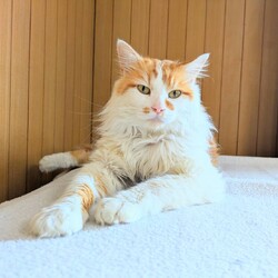 in岡崎市☆サクラ祭り☆保護猫を暖かいオウチに迎えよう☆2025年3月30日(日)～ちーむにゃいんず