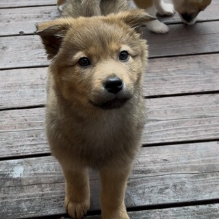 ずっとのおうちを探しています