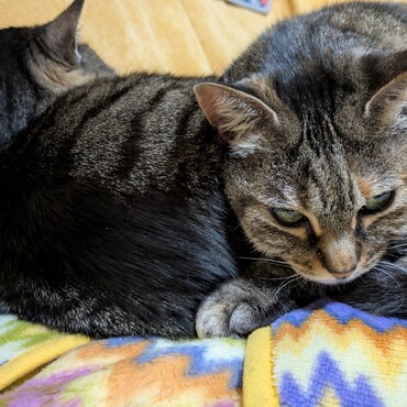 お久しぶりの投稿ですが、猫姉妹は相変わらず、のんびりと過ごしています