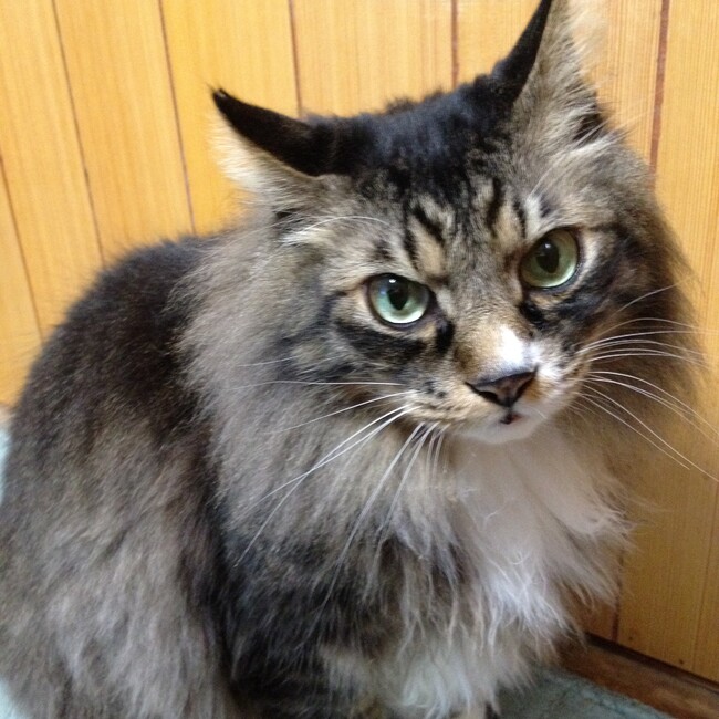 Kionaneのカバー写真