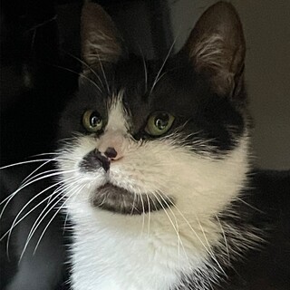 丸顔可愛いハチワレ