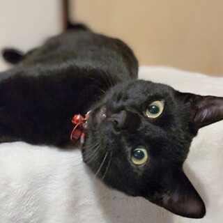 元気いっぱい黒猫のくろ助　