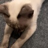 シャム柄の女の子の里親を募集します！ サムネイル2