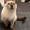 シャム柄の女の子の里親を募集します！ サムネイル3
