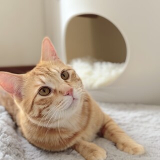 もふもふ可愛い茶トラ男の子