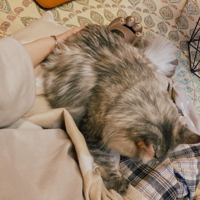 ぬっさんのカバー写真