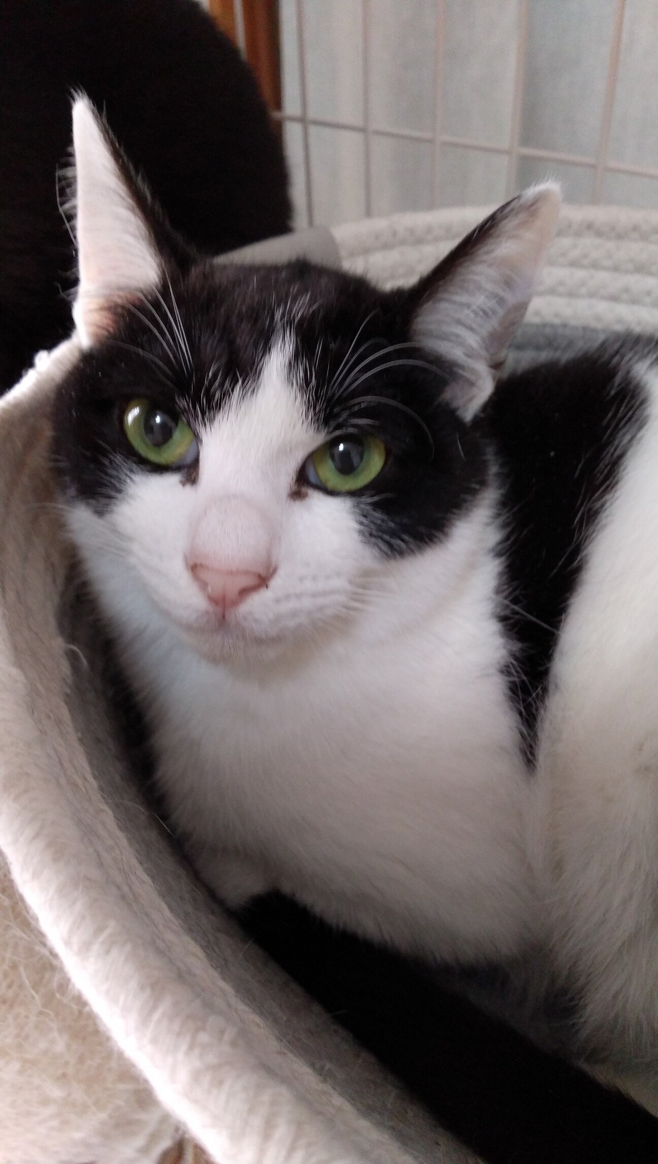 ふんばり親子猫　ハチワレ ふんばり親子猫 ハチワレ