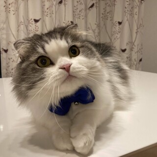 【4/13麻布十番】やきもち焼き✦単頭飼育向き