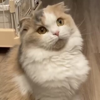 【4/13麻布十番】人馴れ◎穏やかな性格のスコさん