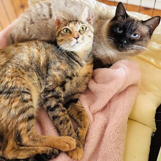 【4/13麻布十番】まったりライフにぴったりなペア