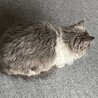 グレーに白が入った長毛さん サムネイル2
