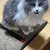 グレーに白が入った長毛さん サムネイル3