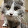 グレーに白が入った長毛さん サムネイル5