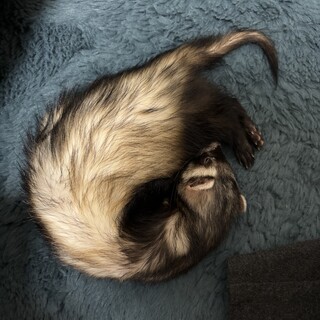 隠れんぼが好きなフェレット