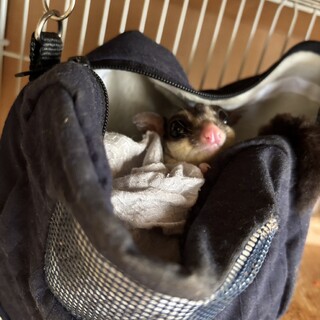 フクロモモンガの里親募集